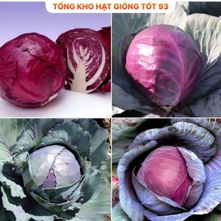 Hạt giống bắp cải tím hàng công ty Loại 1