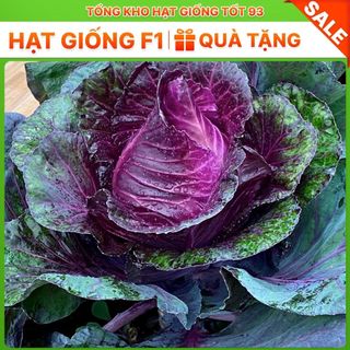 Hạt giống bắp cải tím hàng công ty Loại 1