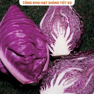 Hạt giống bắp cải tím hàng công ty Loại 1