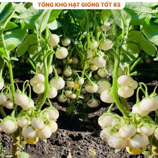 Hạt giống cà pháo trắng năng suất cao - hàng công ty Loại 1