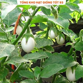 Hạt giống cà pháo trắng năng suất cao - hàng công ty Loại 1