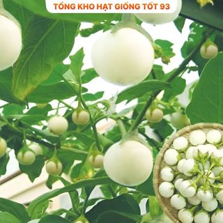 Hạt giống cà pháo trắng năng suất cao - hàng công ty Loại 1