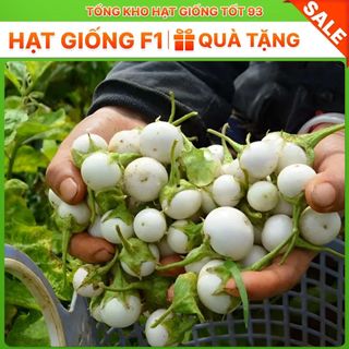 Hạt giống Cà pháo 1gram - hàng công ty Loại 1