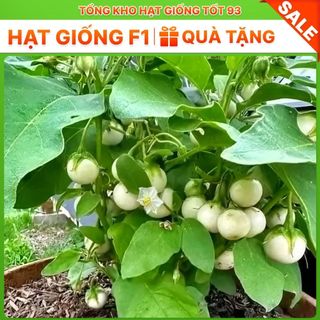 Hạt giống cà pháo trắng năng suất cao - hàng công ty Loại 1