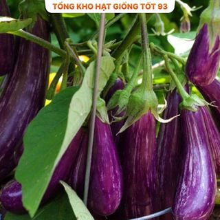 Hạt giống cà tím năng suất cao - hàng công ty Loại 1