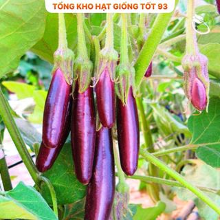 Hạt giống cà tím năng suất cao - hàng công ty Loại 1