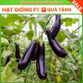 Hạt giống cà tím năng suất cao - hàng công ty Loại 1