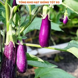 Hạt giống cà tím năng suất cao - hàng công ty Loại 1