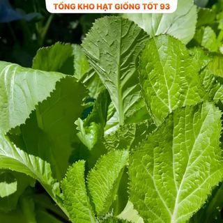 Hạt giống rau cải mơ 20gram năng Suất- hàng công ty Loại 1