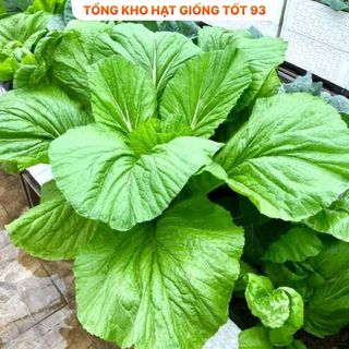 Hạt giống rau cải mơ 20gram năng Suất- hàng công ty Loại 1