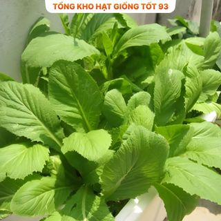 Hạt giống rau cải mơ 20gram năng Suất- hàng công ty Loại 1