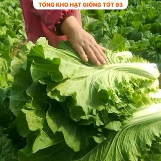 Hạt giống rau cải mơ đăm cao sản hàng công ty Loại 1