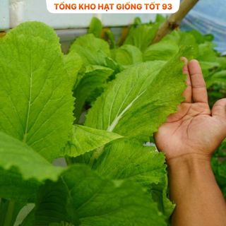 Hạt giống rau cải mơ 20gram năng Suất- hàng công ty Loại 1