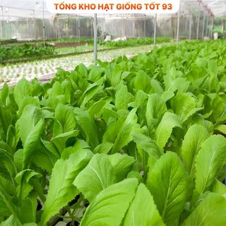 Hạt giống rau cải mơ 20gram năng Suất- hàng công ty Loại 1