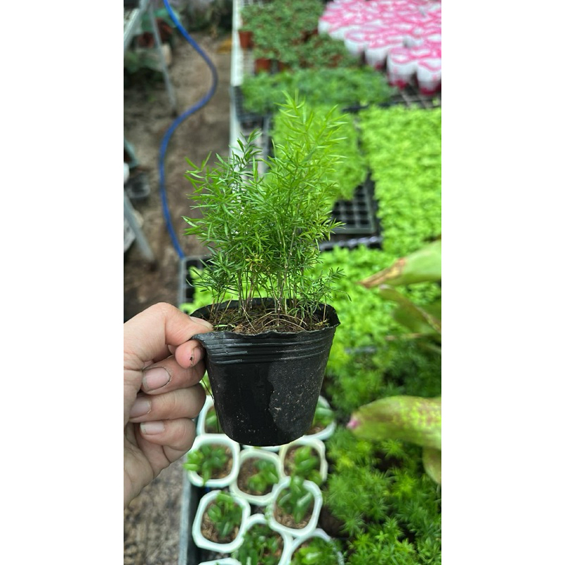 Chậu Tùng Thiên Môn - Tùng đuôi chồn