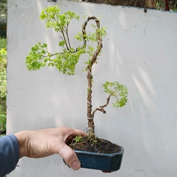 Cây đinh lăng bonsai dáng văn nhân kèm chậu bát Tràng