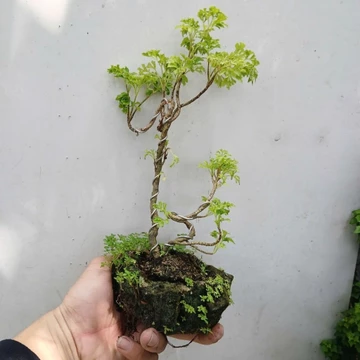 Cây đinh lăng thái chậu đá tiểu cảnh mini