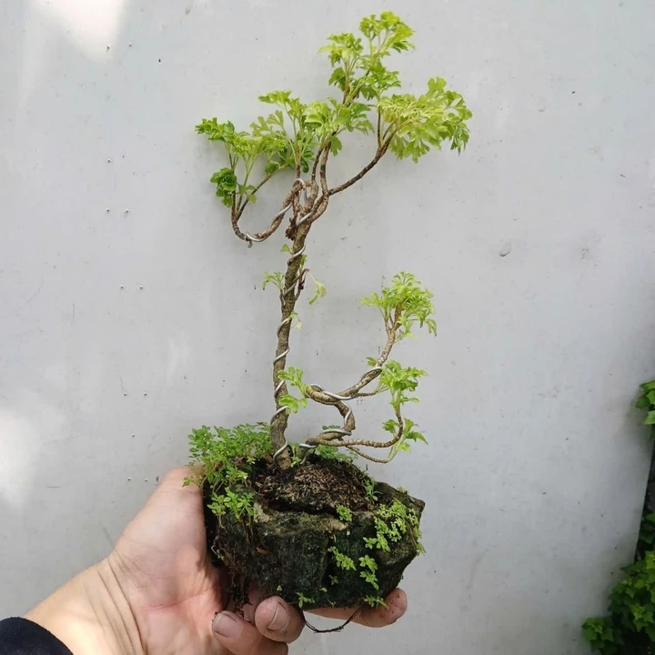 Cây đinh lăng thái chậu đá tiểu cảnh mini