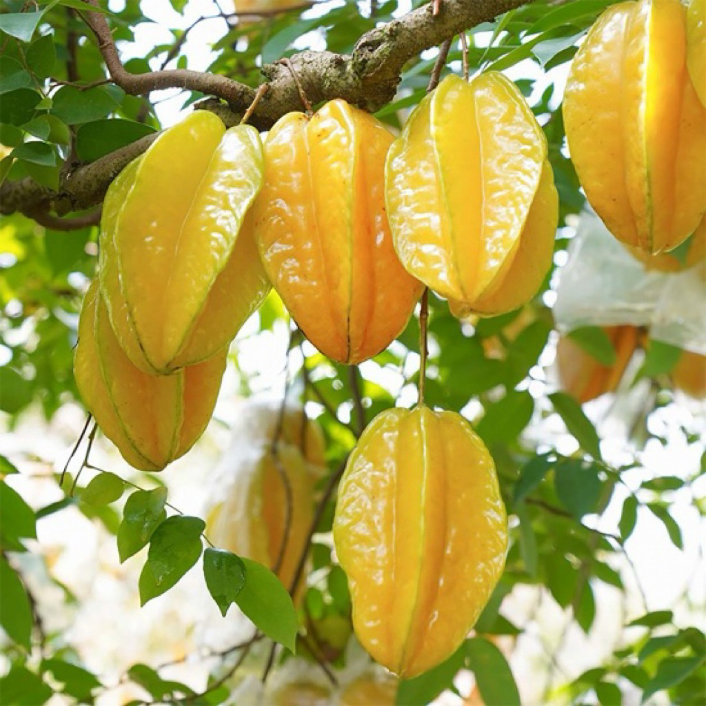 siêu dưỡng chất giúp cây ra hoa đậu quả