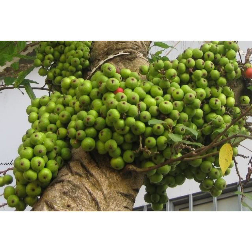 siêu dưỡng chất giúp cây ra hoa đậu quả