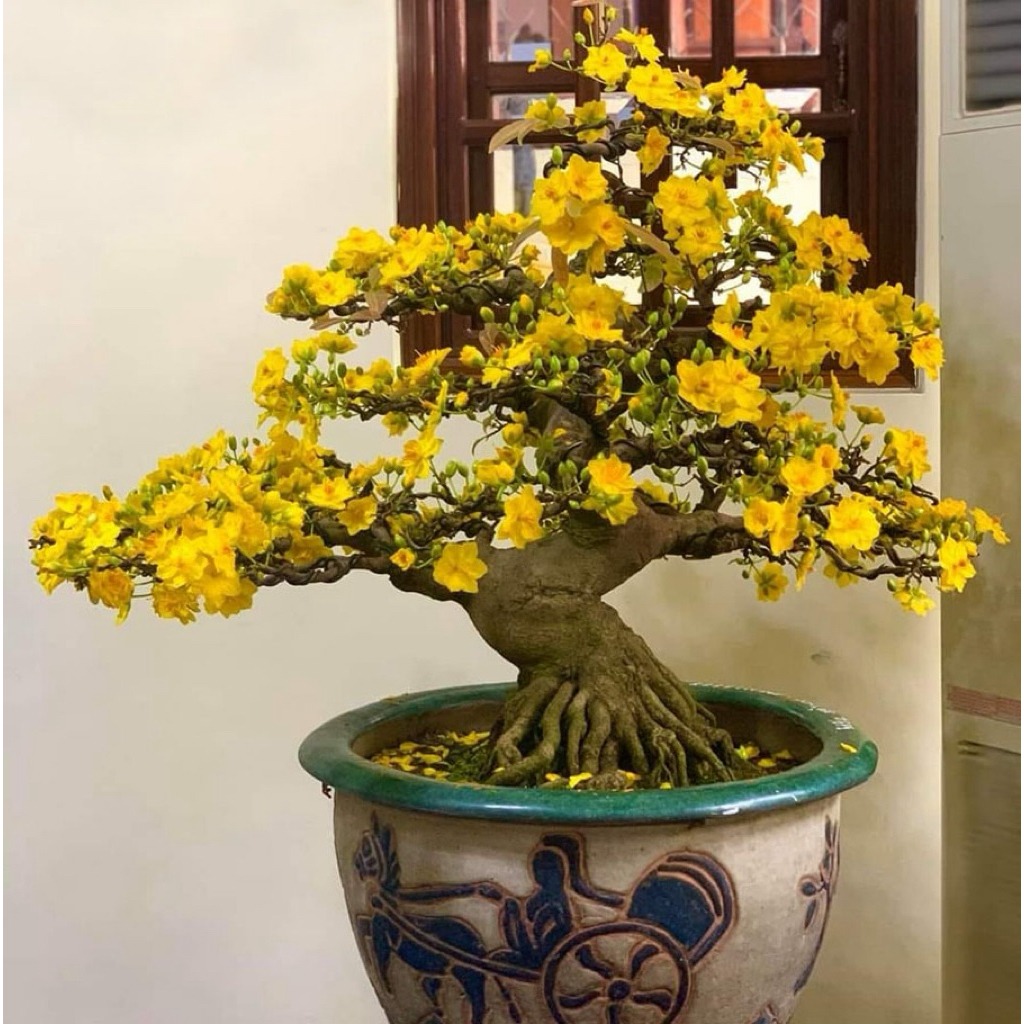 siêu dưỡng chất giúp cây ra hoa đậu quả
