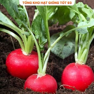 Hạt giống củ cải đỏ giàu dinh dưỡng, làm cảnh - hàng công ty Loại 1