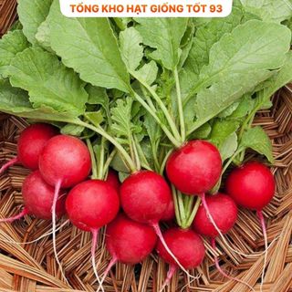 Hạt giống củ cải đỏ giàu dinh dưỡng, làm cảnh - hàng công ty Loại 1