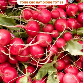 Hạt giống củ cải đỏ giàu dinh dưỡng, làm cảnh - hàng công ty Loại 1