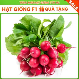 Hạt giống củ cải đỏ giàu dinh dưỡng, làm cảnh - hàng công ty Loại 1