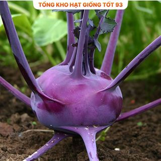 Hạt giống su hào Tím hàng- công ty Loại 1