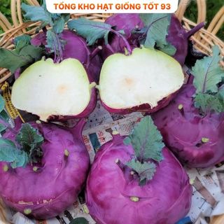 Hạt giống su hào Tím hàng- công ty Loại 1