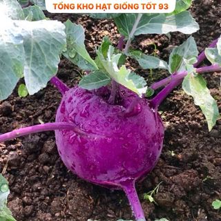 Hạt giống su hào Tím hàng- công ty Loại 1