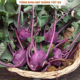 Hạt giống su hào Tím hàng- công ty Loại 1