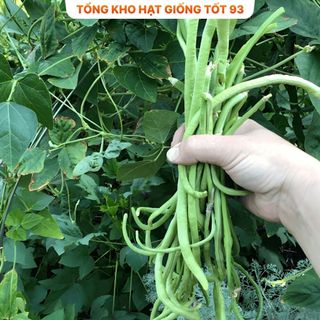 Hạt giống Đậu Đũa năng suất cao - hàng công ty Loại 1