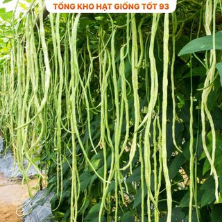 Hạt giống Đậu Đũa năng suất cao - hàng công ty Loại 1