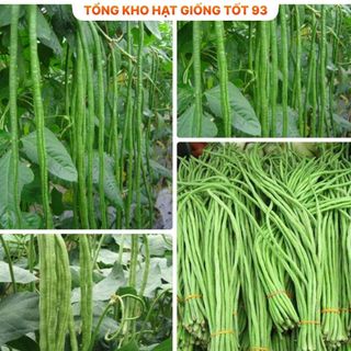 Hạt giống Đậu Đũa năng suất cao - hàng công ty Loại 1