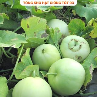 Hạt giống các loại dưa hấu dưa lê, trái cây  F1 nảy mầm tốt (hàng công ty) Loại 1