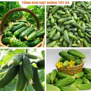 Hạt giống Dưa leo bao tử F1 - hàng công ty Loại 1