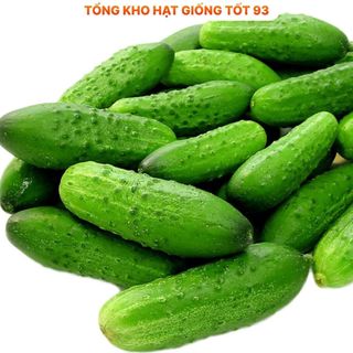 Hạt giống Dưa leo bao tử F1 - hàng công ty Loại 1