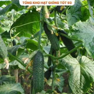 Hạt giống Dưa leo bao tử F1 - hàng công ty Loại 1