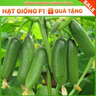Hạt giống Dưa leo bao tử F1 - hàng công ty Loại 1