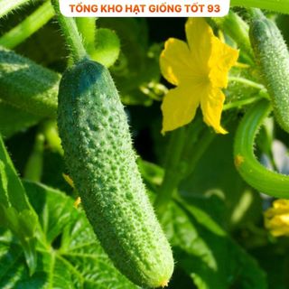 Hạt giống Dưa leo bao tử F1 - hàng công ty Loại 1