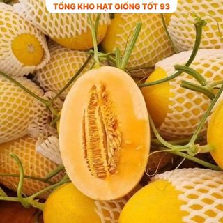 Hạt giống Dưa lưới vàng năng suất cao  hàng công ty Loại 1