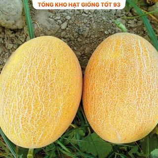 Hạt giống Dưa lưới vàng năng suất cao  hàng công ty Loại 1