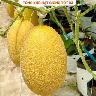 Hạt giống Dưa lưới vàng năng suất cao  hàng công ty Loại 1
