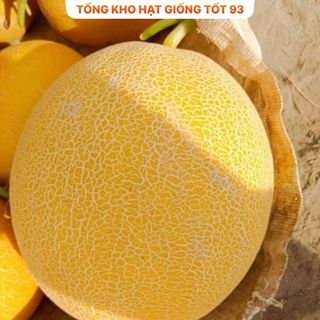 Hạt giống Dưa lưới vàng năng suất cao  hàng công ty Loại 1