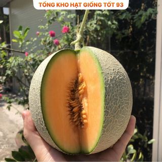 Hạt giống dưa lưới da xanh năng suất cao hàng công ty Loại 1