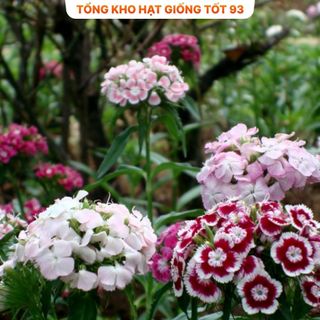 Hạt giống hoa cẩm chướng kép bông to - hàng công ty Loại 1