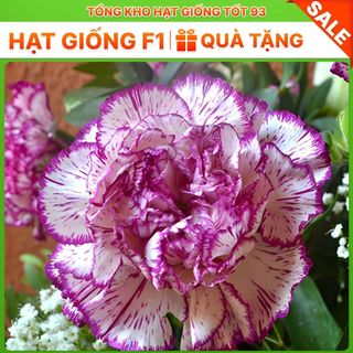 Hạt giống hoa cẩm chướng kép bông to - hàng công ty Loại 1