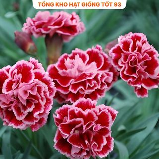Hạt giống hoa cẩm chướng kép bông to - hàng công ty Loại 1